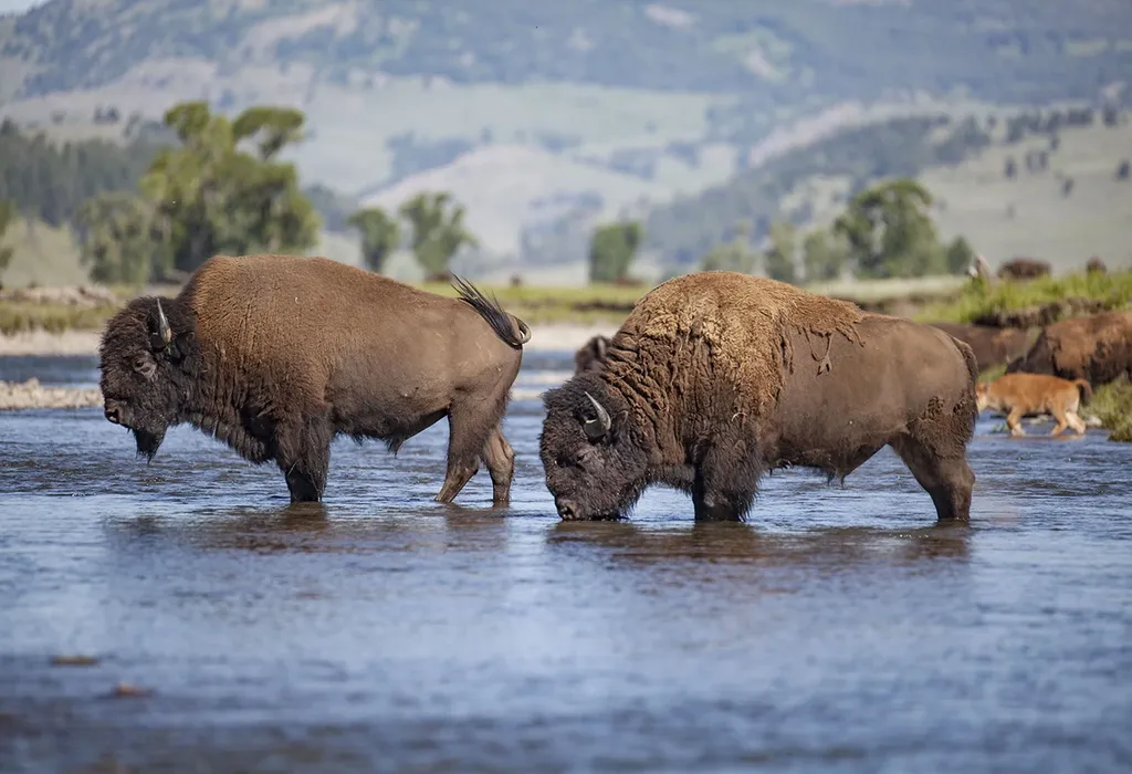 Two bison locking horns in a shallow river with a scenic, mountainous backdrop.