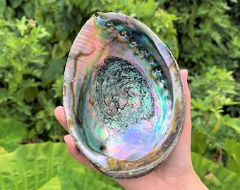 A person holding a large, iridescent abalone shell with a textured interior, set against a backdrop of green foliage.